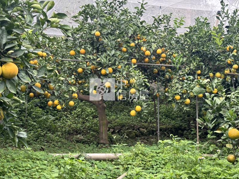 新社買千坪果園+建地送觀景美屋房屋室內格局與周邊環境