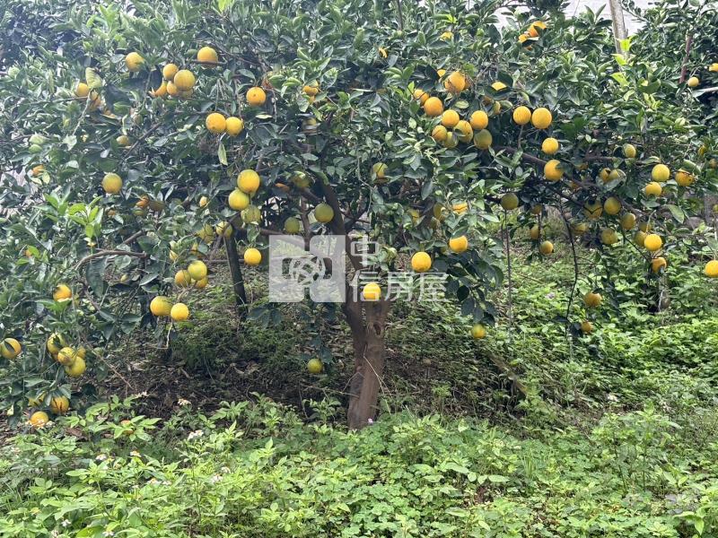 新社買千坪果園+建地送觀景美屋房屋室內格局與周邊環境