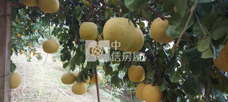 新社買千坪果園+建地送觀景美屋房屋室內格局與周邊環境