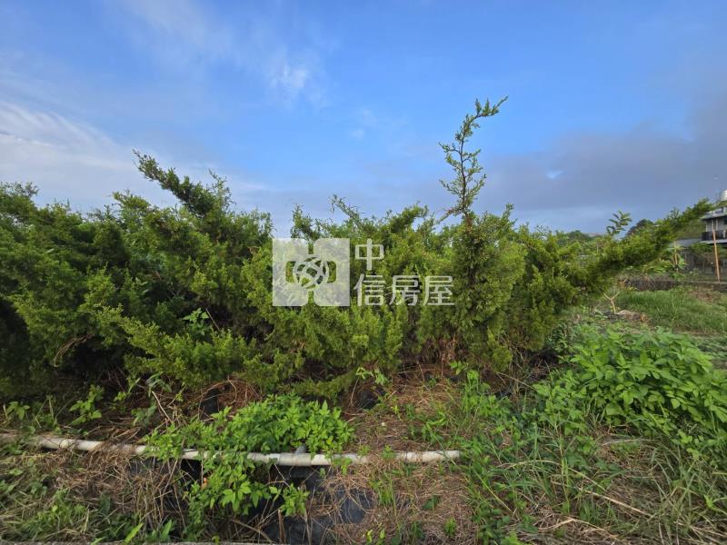 新化區-近千顆真柏高增值漂亮稀缺農地房屋室內格局與周邊環境