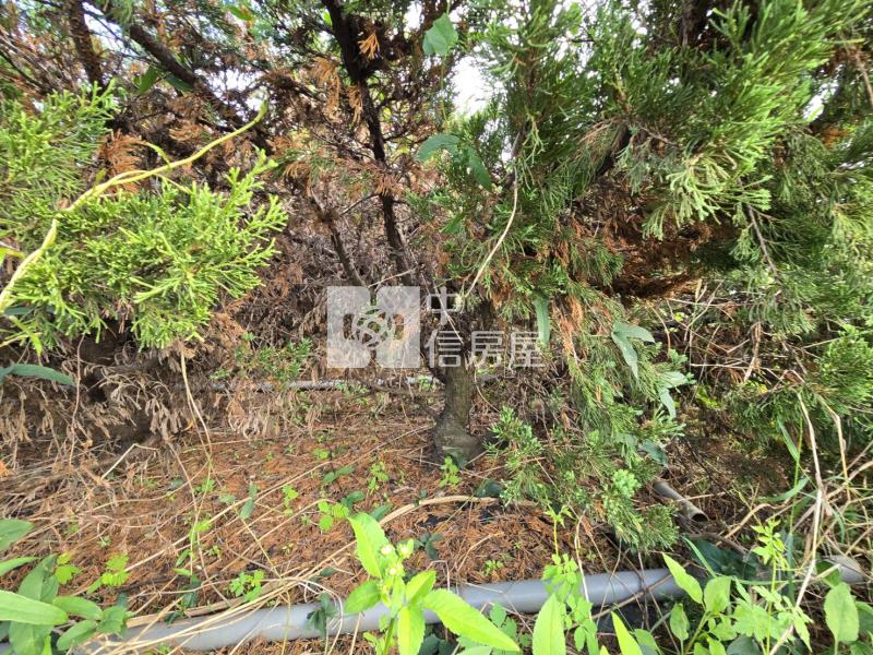 新化區-近千顆真柏高增值漂亮稀缺農地房屋室內格局與周邊環境