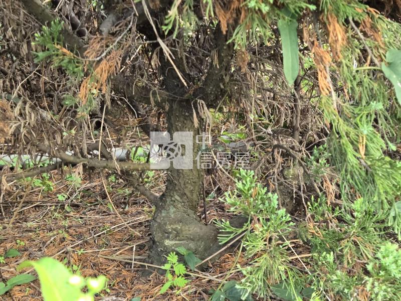 新化區-近千顆真柏高增值漂亮稀缺農地房屋室內格局與周邊環境