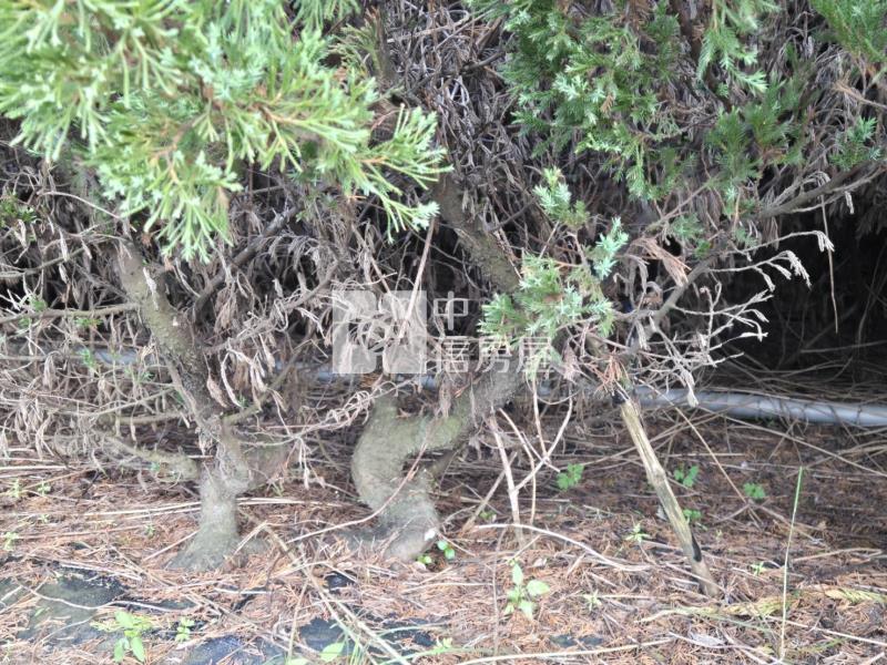 新化區-近千顆真柏高增值漂亮稀缺農地房屋室內格局與周邊環境