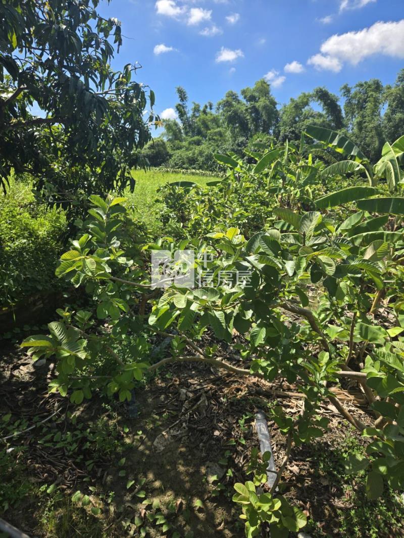 大內3分6臨路美美山坡地房屋室內格局與周邊環境