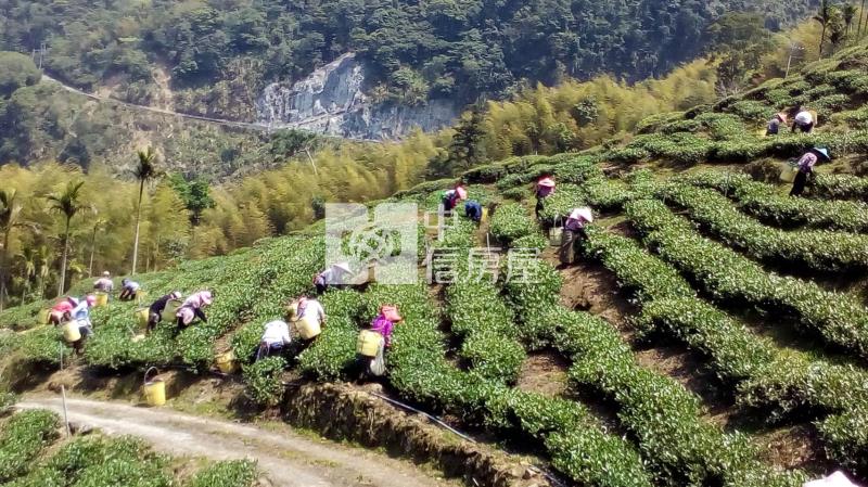 近阿里山鐵路梨園寮站高山茶園農牧用地房屋室內格局與周邊環境