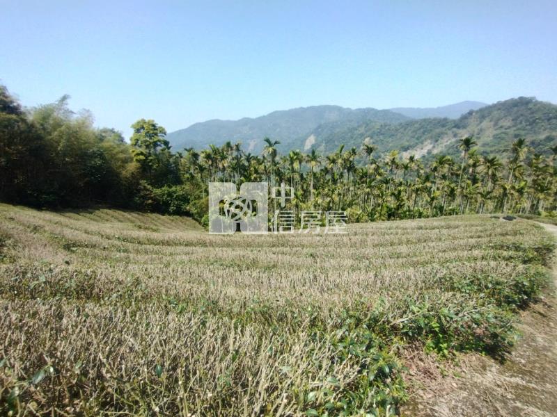 近阿里山鐵路梨園寮站高山茶園農牧用地房屋室內格局與周邊環境