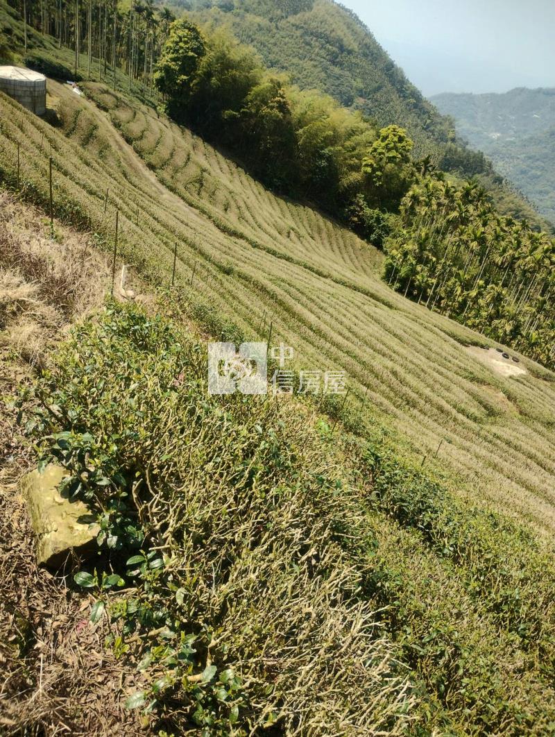 近阿里山鐵路梨園寮站高山茶園農牧用地房屋室內格局與周邊環境