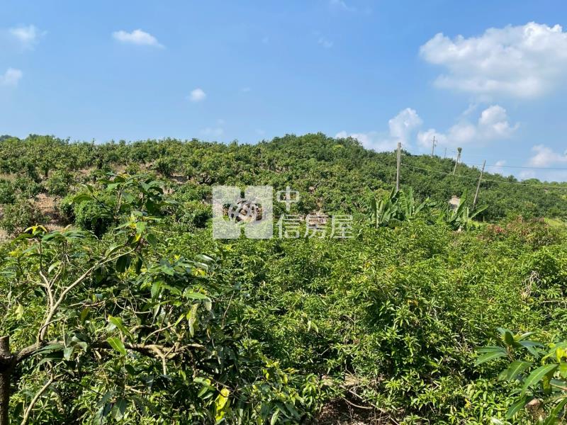玉井九層林二甲老欉芒果園房屋室內格局與周邊環境