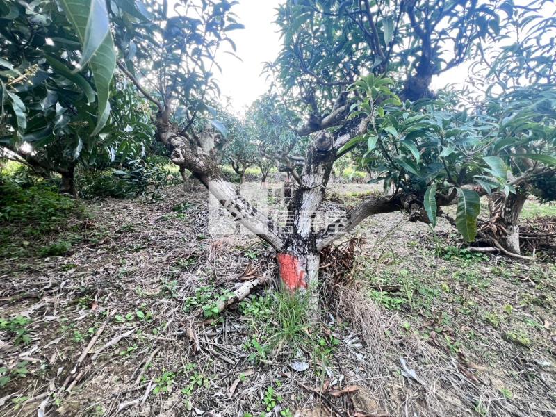 官田社子優質美農地房屋室內格局與周邊環境