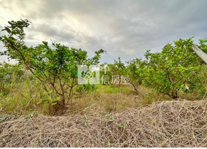 燕巢72米大面寬芭樂一般農地房屋室內格局與周邊環境