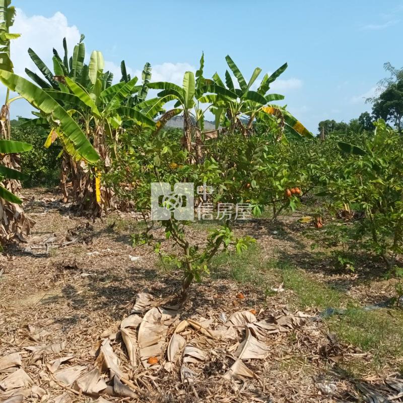 大內2.8分優美農地房屋室內格局與周邊環境