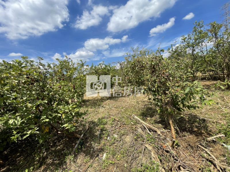 16300大溪正20米石園路大面寬一般農房屋室內格局與周邊環境