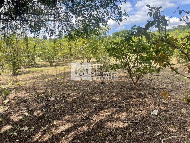 16300大溪正20米石園路大面寬一般農房屋室內格局與周邊環境