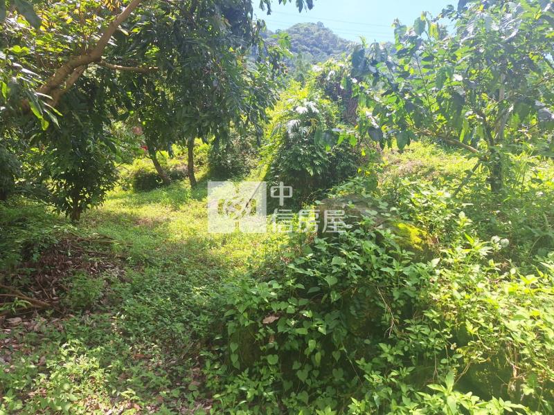 東山咖啡公路旁休閒美農地房屋室內格局與周邊環境