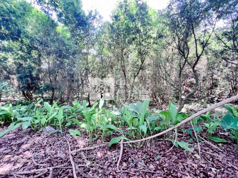 楠西5分1一般美農地房屋室內格局與周邊環境