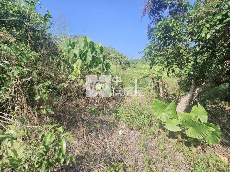 (專)東山臨14米東原道路4分4山坡美農地房屋室內格局與周邊環境