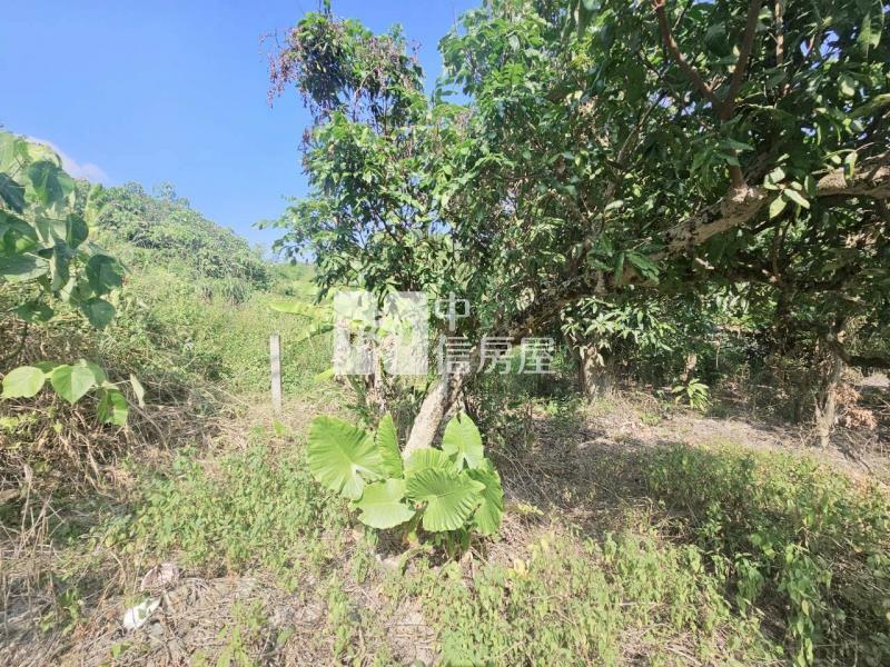 (專)東山臨14米東原道路4分4山坡美農地房屋室內格局與周邊環境