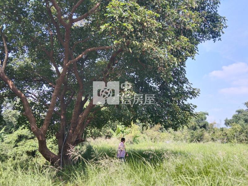 大內漂亮農地房屋室內格局與周邊環境