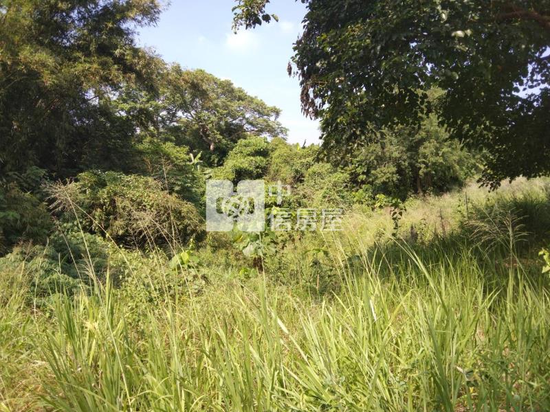 大內漂亮農地房屋室內格局與周邊環境