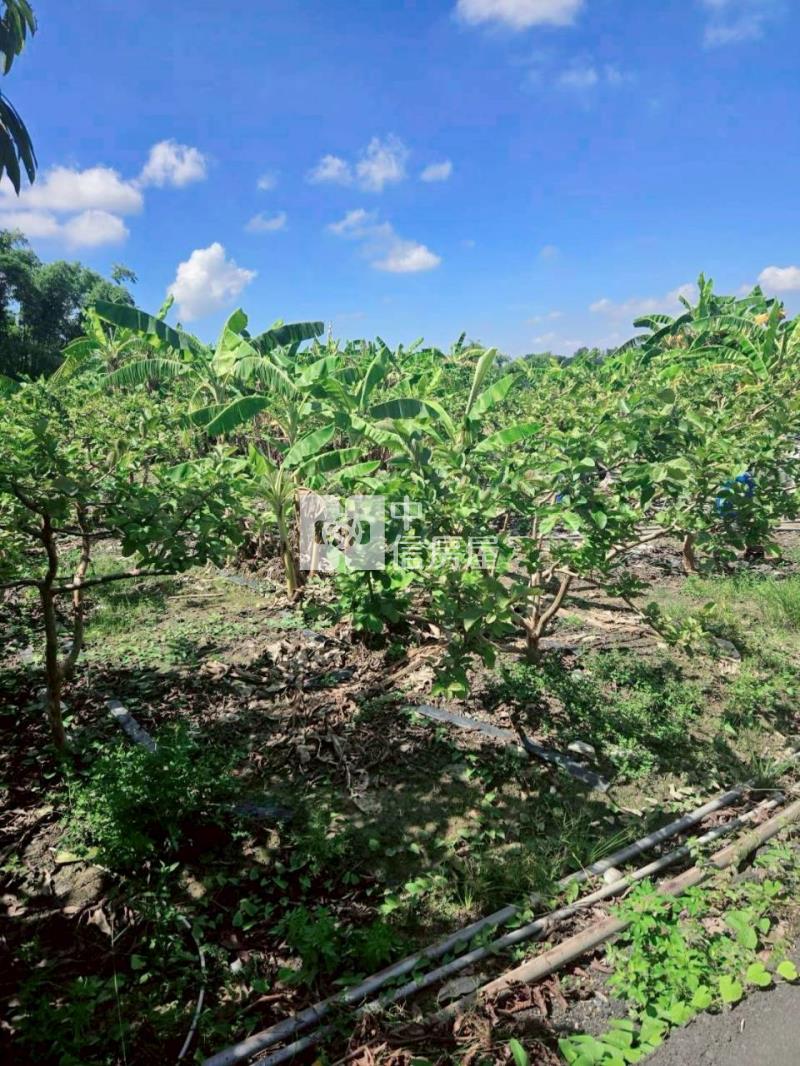 大內3分6臨路山坡美農地房屋室內格局與周邊環境