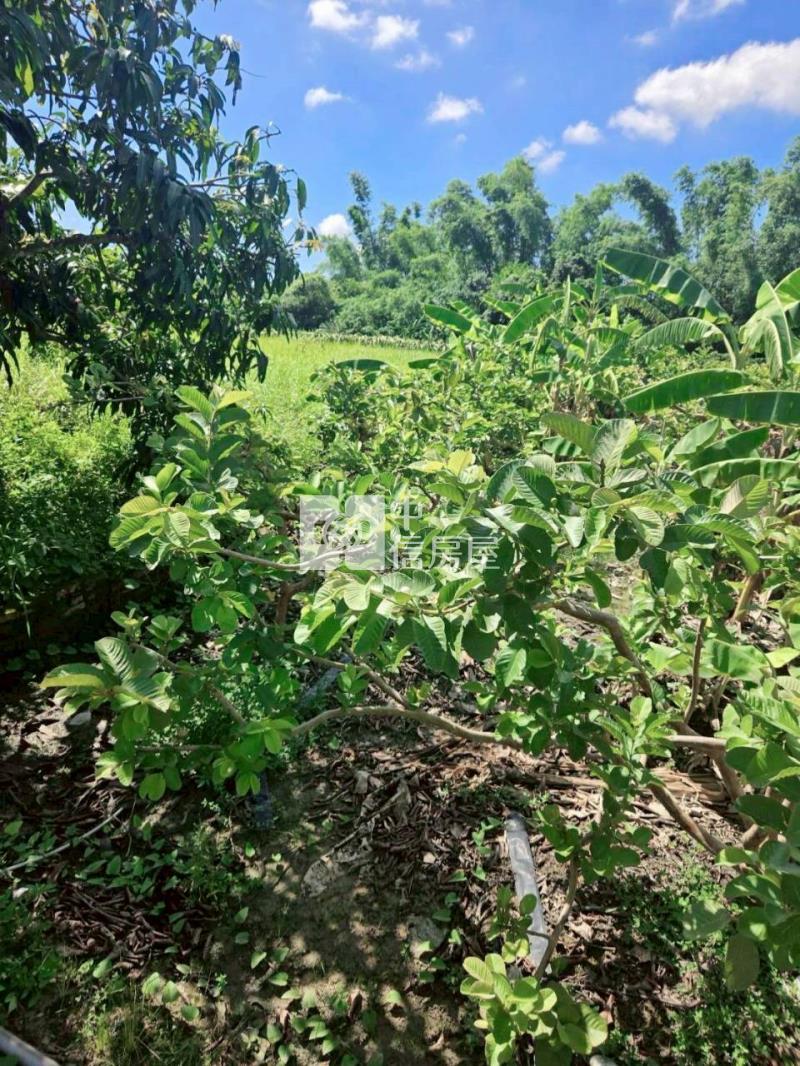 大內3分6臨路山坡美農地房屋室內格局與周邊環境