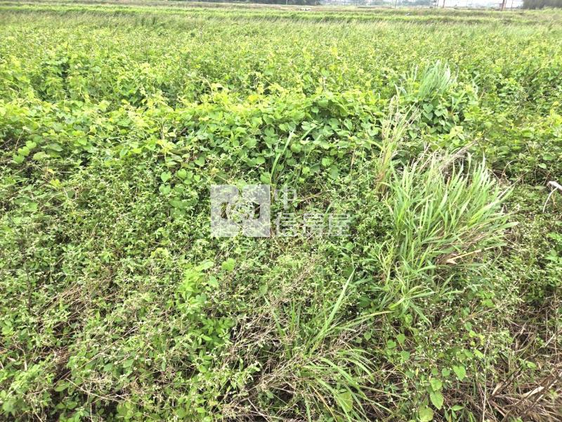 【安家】山東月眉山安路面寬農地房屋室內格局與周邊環境