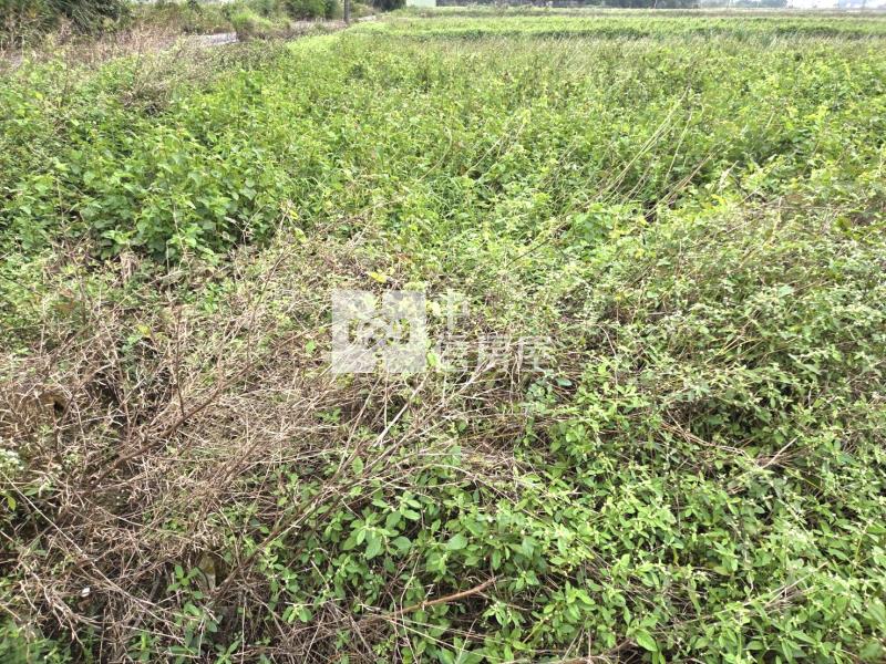 【安家】山東月眉山安路面寬農地房屋室內格局與周邊環境