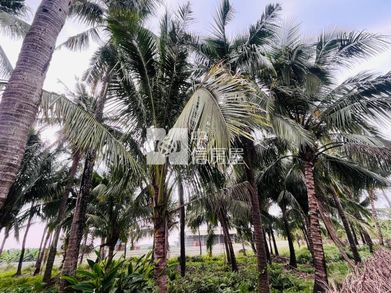 大仁科大大面寬農地*專約*房屋室內格局與周邊環境