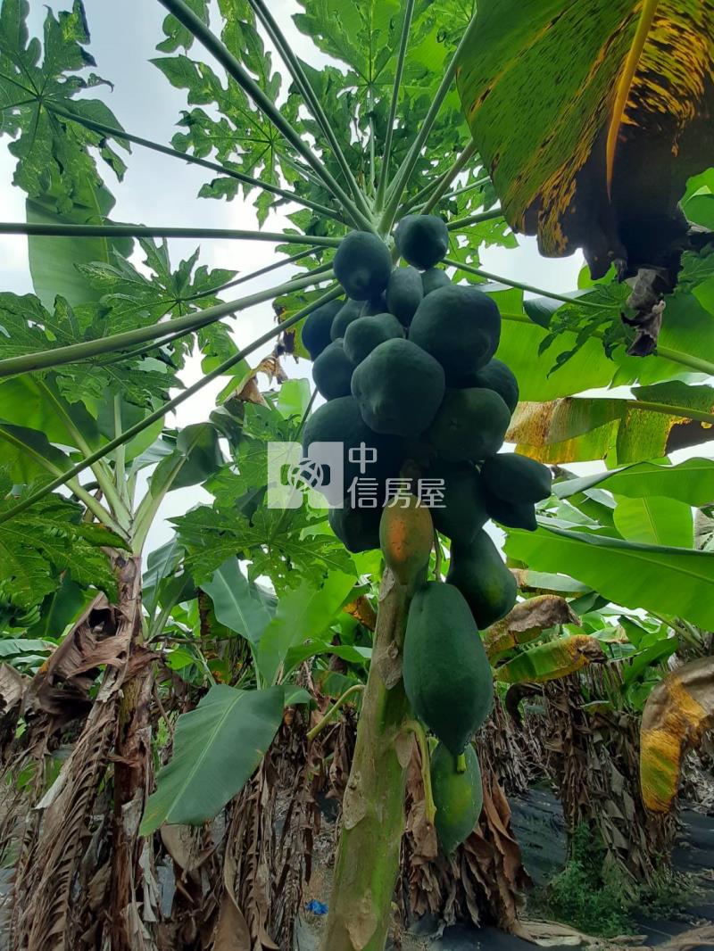 甲仙度假休閒農地房屋室內格局與周邊環境