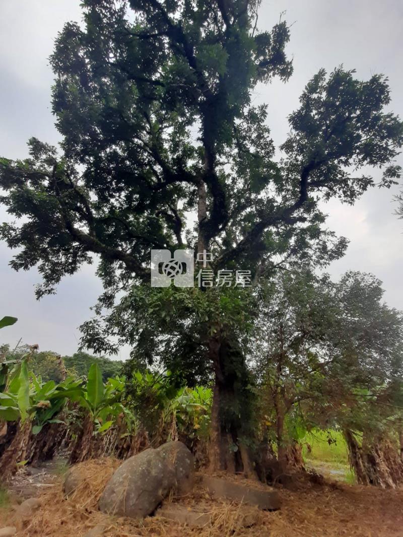 甲仙度假休閒農地房屋室內格局與周邊環境