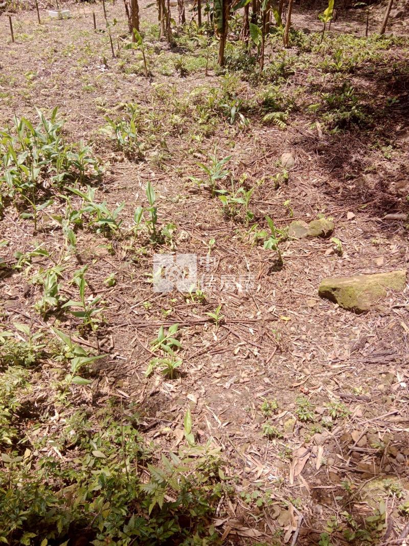 大溪百吉都計農C房屋室內格局與周邊環境