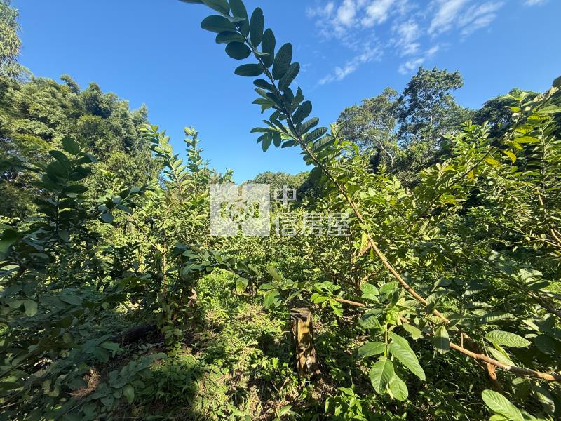 大溪信義路小坪數農地(A)房屋室內格局與周邊環境