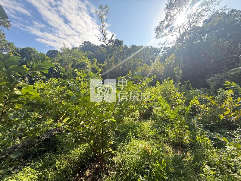 大溪信義路小坪數農地(B)房屋室內格局與周邊環境