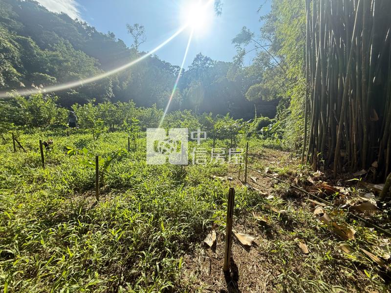 大溪信義路小坪數農地(B)房屋室內格局與周邊環境