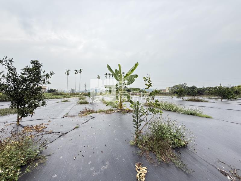 老叢芒果園農場房屋室內格局與周邊環境