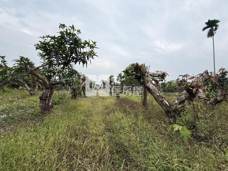 老叢芒果園農場房屋室內格局與周邊環境