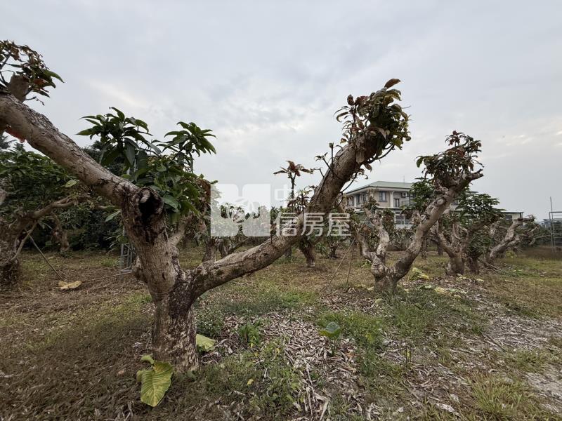 老叢芒果園農場房屋室內格局與周邊環境