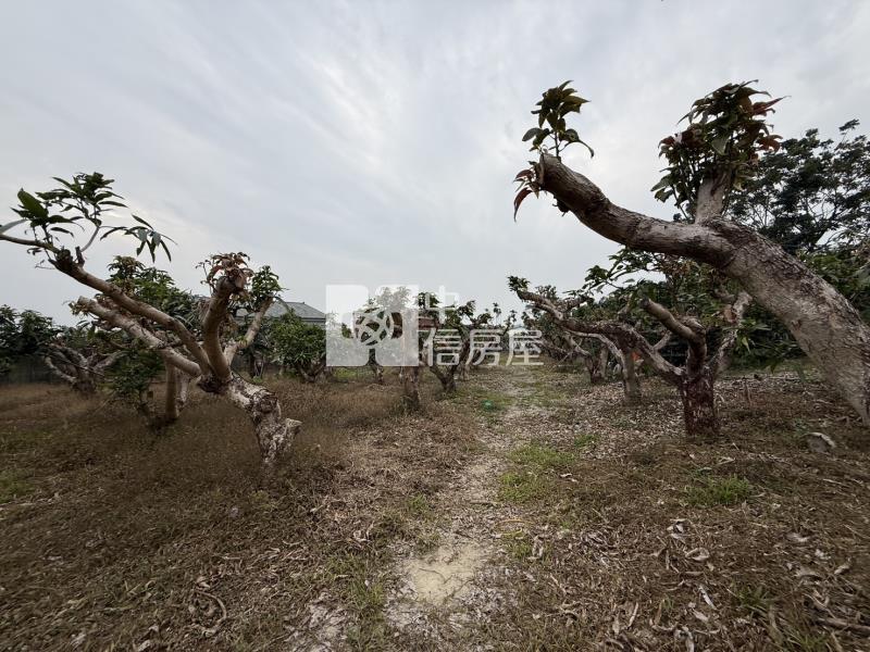 老叢芒果園農場房屋室內格局與周邊環境