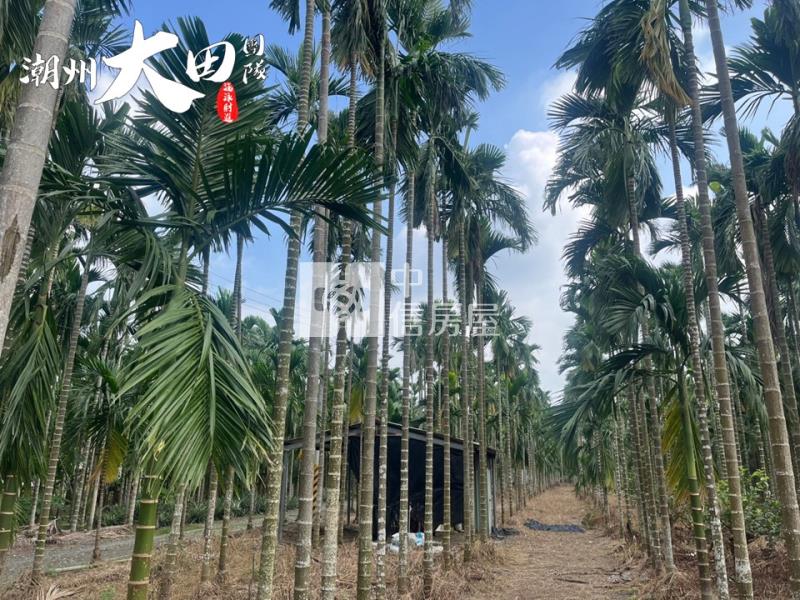 東片村邊農地房屋室內格局與周邊環境