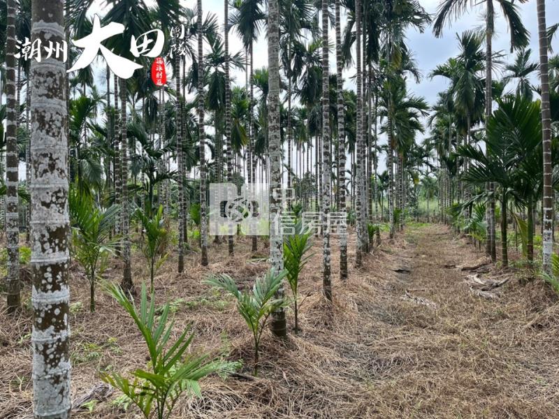 東片村邊農地房屋室內格局與周邊環境