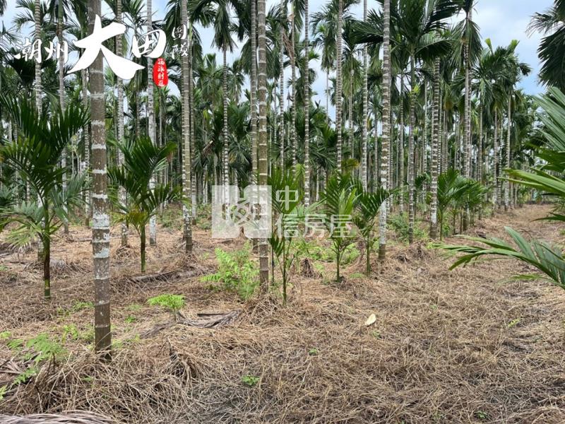 東片村邊農地房屋室內格局與周邊環境