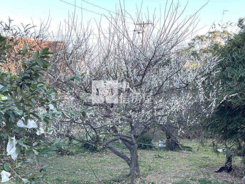 觀音區66旁下青埔段特農+資材室房屋室內格局與周邊環境