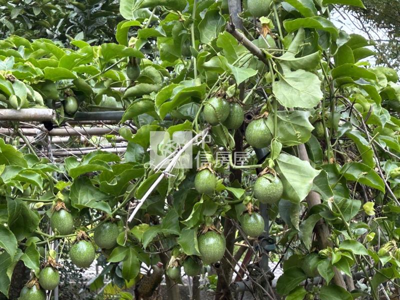 觀音區66旁下青埔段特農+資材室房屋室內格局與周邊環境