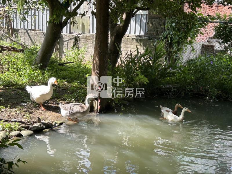 觀音區66旁下青埔段特農+資材室房屋室內格局與周邊環境