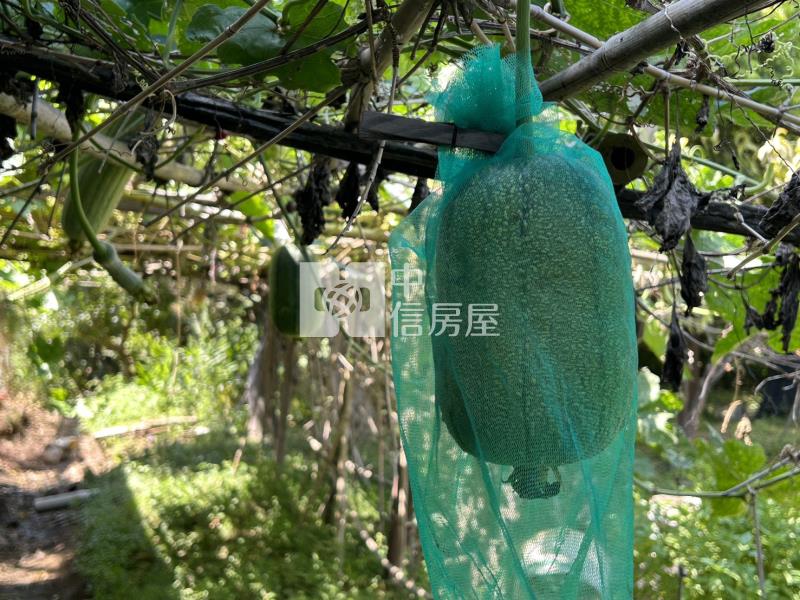 觀音區66旁下青埔段特農+資材室房屋室內格局與周邊環境