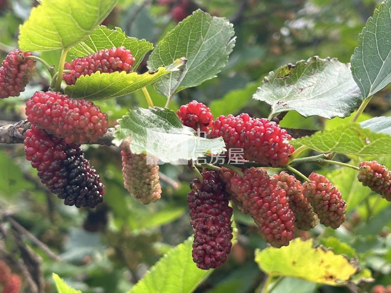 觀音區66旁下青埔段特農+資材室房屋室內格局與周邊環境