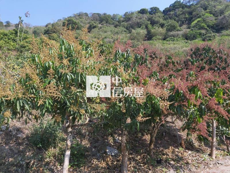 六甲區大丘園段有水電地上權果園地房屋室內格局與周邊環境