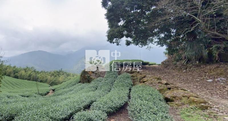 南投竹山2.6甲便宜茶田農地房屋室內格局與周邊環境