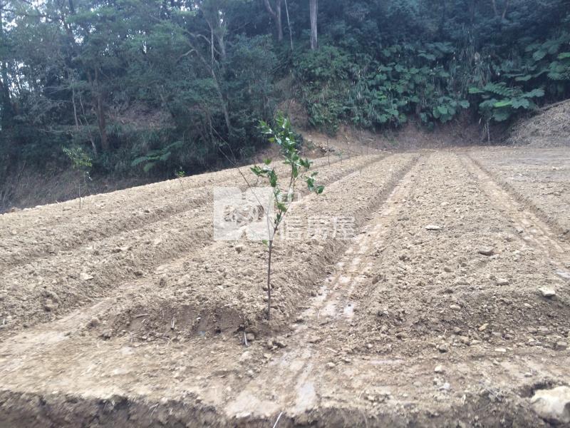 近龍潭第二交流道大坪數方正農地房屋室內格局與周邊環境