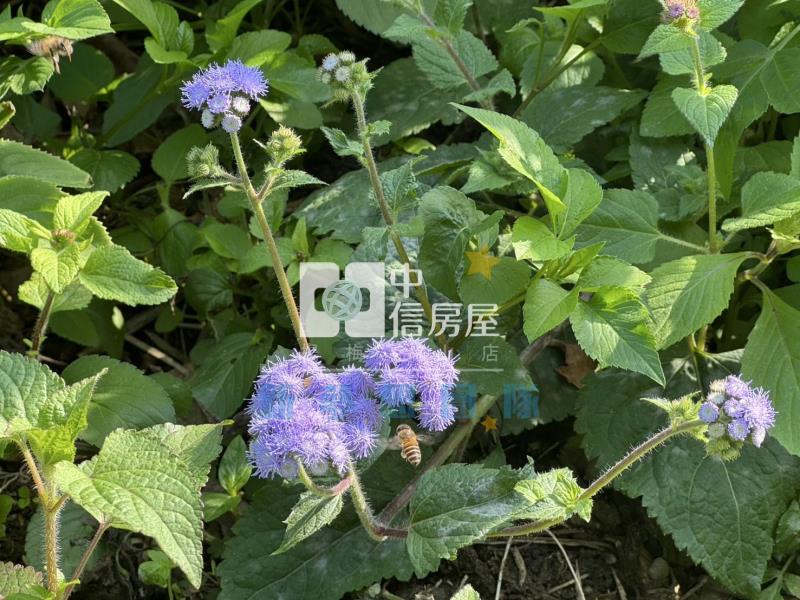 【新夢想】關西臨路大地坪臨路美農地房屋室內格局與周邊環境